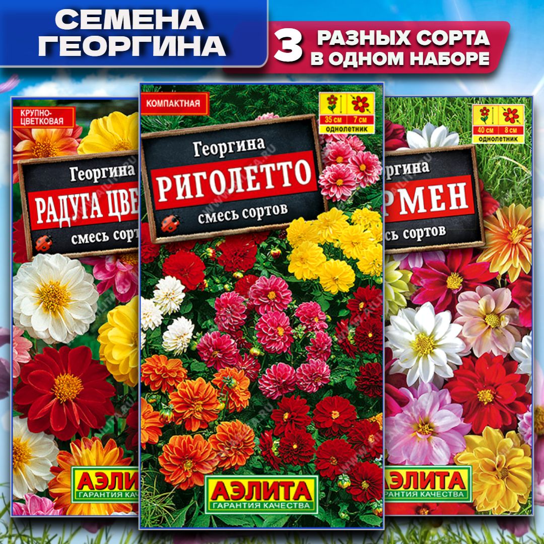 Георгина Риголетто, смесь сортов